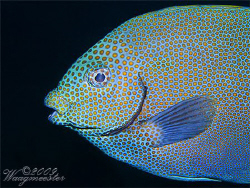 Gold spotted Rabbitfish (Siganus chrysospilos) - Tulamben... by Marco Waagmeester 